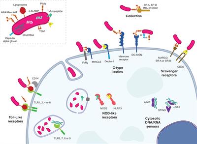 Underwhelming or Misunderstood? Genetic Variability of Pattern Recognition Receptors in Immune Responses and Resistance to Mycobacterium tuberculosis